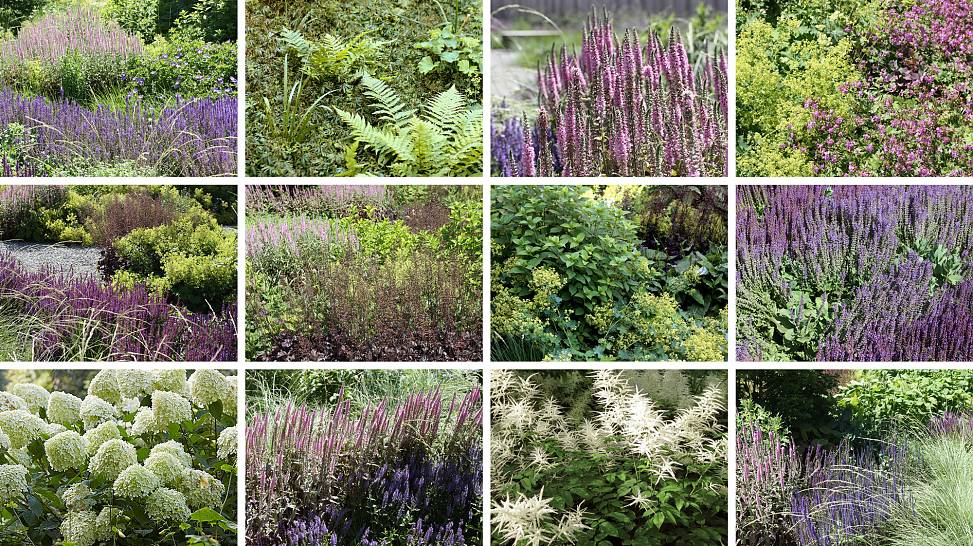 plant details | photos