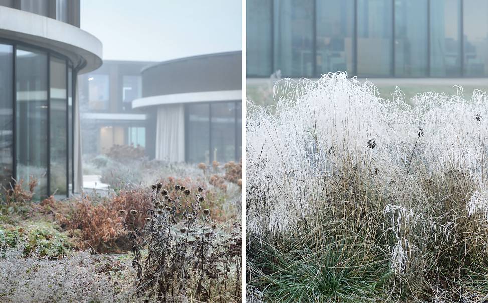 plants in winter | photos © paul ott photografiert