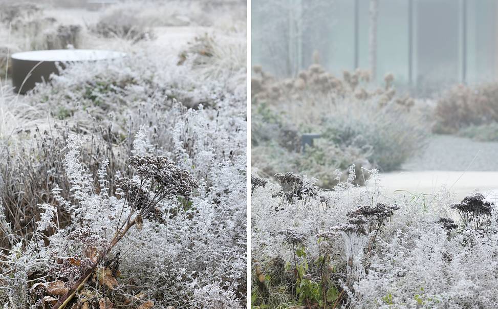 plants in winter © paul ott photografiert